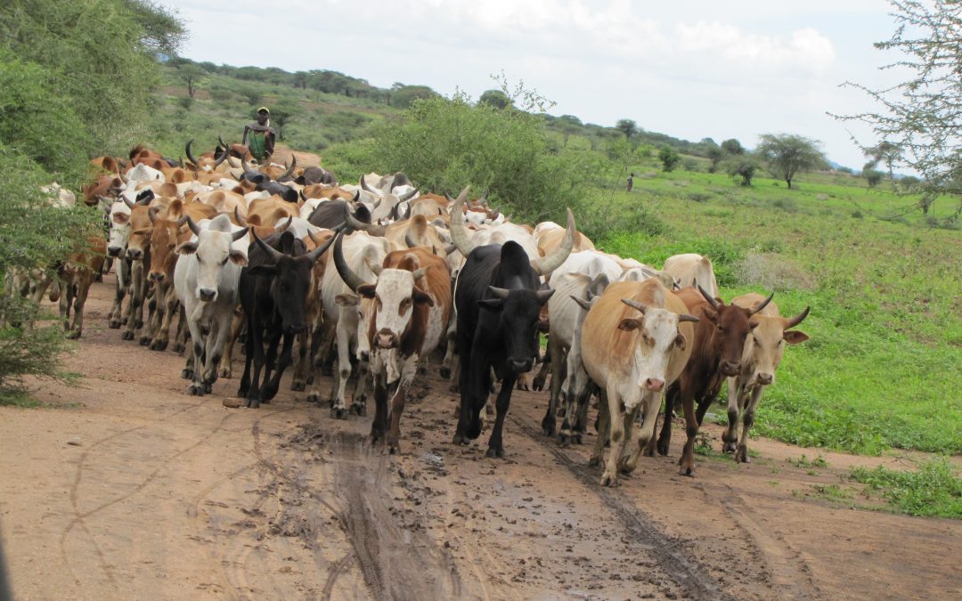 Antu kurombwa matige kureekia nyamoo cia ndithia Town ya Timau