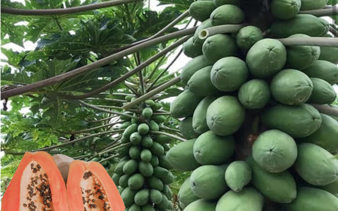 Biashara ya Mababai nteere cia Maara kuthuka.