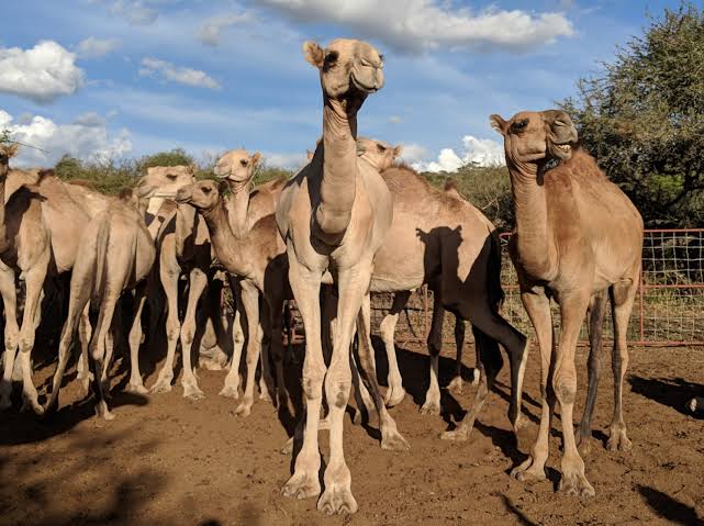 Nkamira gucokera Isiolo