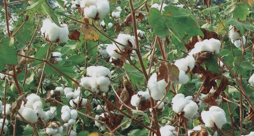 Bring Back cotton farming