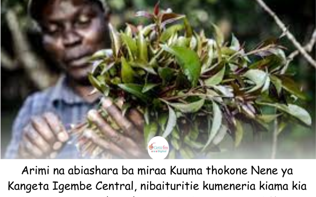 Arimi ba Miraa Kangeta kumeneria  kiama kia urimi bwa miraa