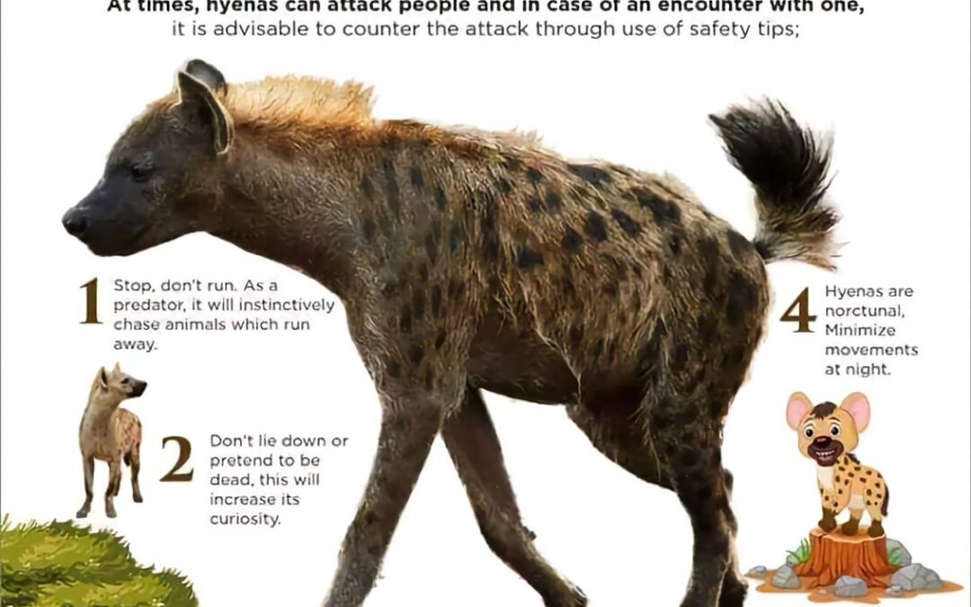 KWS on how to handle potential hyena encounters