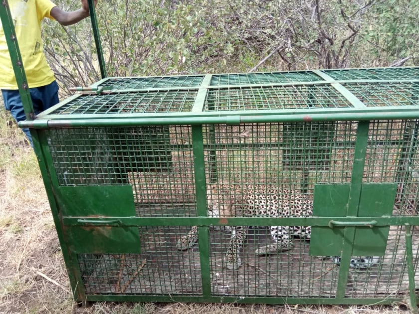 KWS Officers Has Successfully Captured Stray Leopard in Kajiado County.