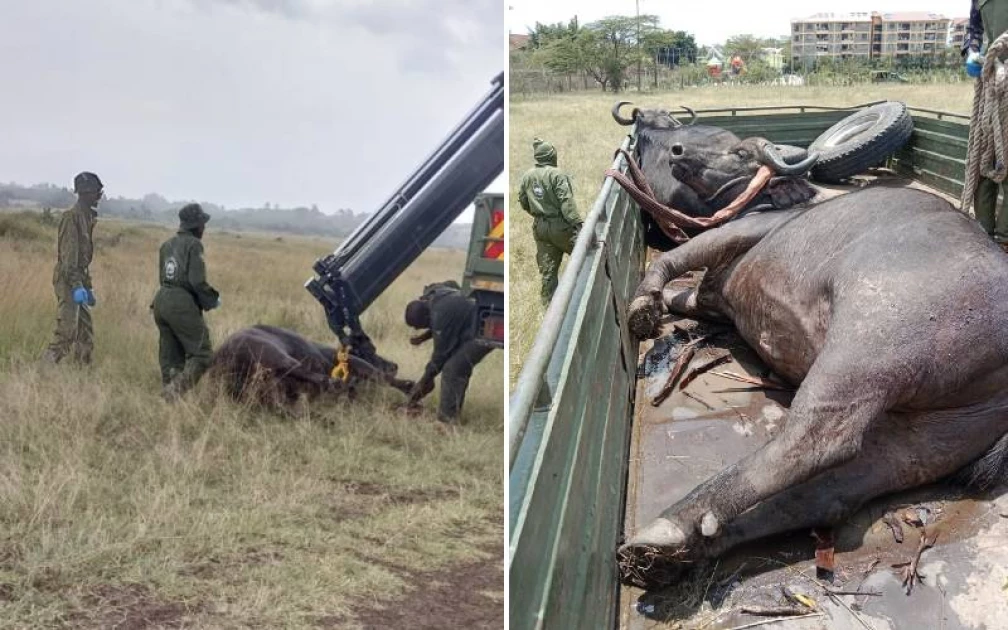 Four Roaming Buffaloes Captured, Taken To Nairobi National Park In Rongai