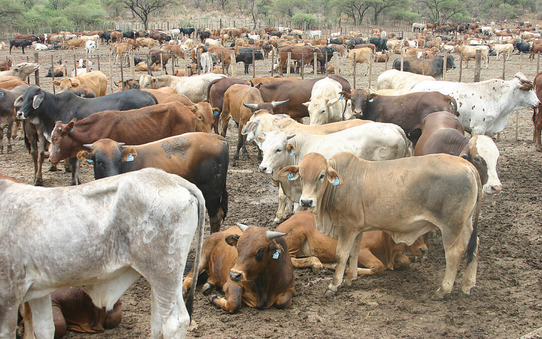 Police in Siaya are Investigating Suspected Arson in Siaya County, Leading to Loss of 7 Cows and 9 Sheep.