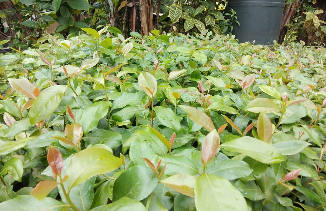 Coastal Counties Launch 10-Day Campaign Against Muguka and Miraa.