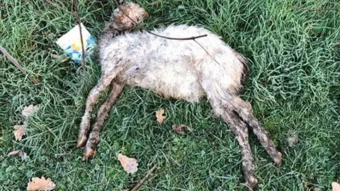 Mysterious Wild Animals Attack Livestock in Chaigu Village, TNC.